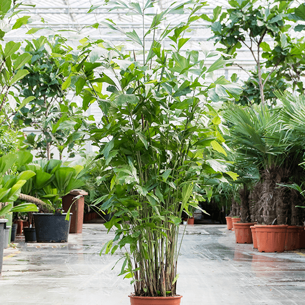 Caryota mitis (220-280)