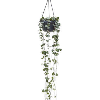 Ceropegia woodii Ceropegia woodii