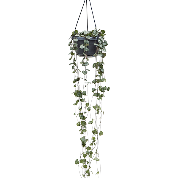 Ceropegia woodii