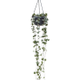 Ceropegia woodii