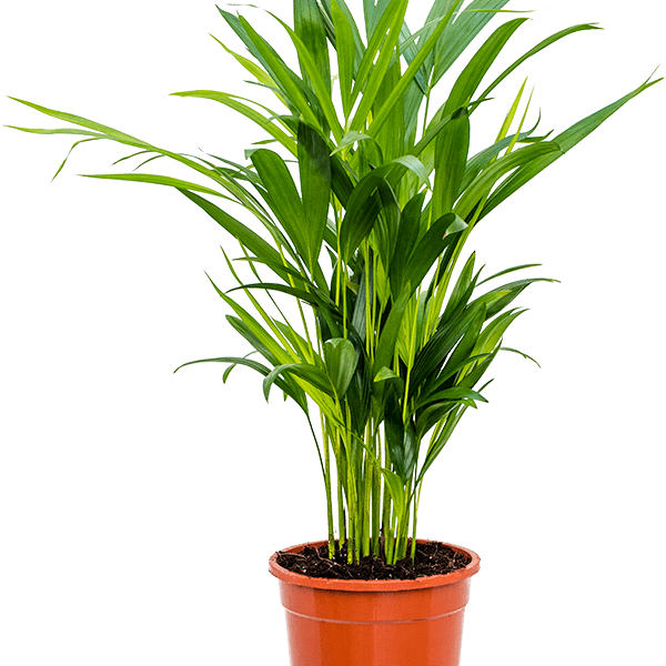 Dypsis (Areca) lutescens