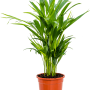 Dypsis (Areca) lutescens