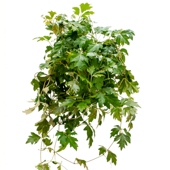 Cissus rhombifolia 'Ellen Danica' Cissus rhombifolia 'Ellen Danica'