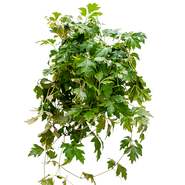 Cissus rhombifolia 'Ellen Danica'