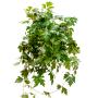 Cissus rhombifolia 'Ellen Danica'