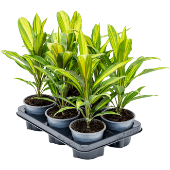 Cordyline fruticosa 'Kiwi' 6/tavă Cordyline fruticosa 'Kiwi' 6/tavă