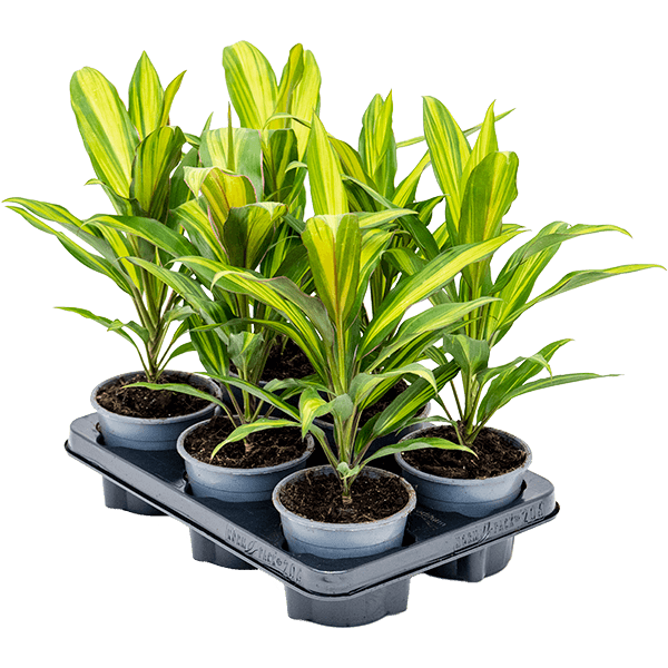 Cordyline fruticosa 'Kiwi' 6/tavă