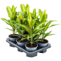 Cordyline fruticosa 'Kiwi' 6/tavă