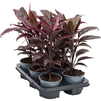Cordyline fruticosa 'Mambo' 6/tavă Cordyline fruticosa 'Mambo' 6/tavă