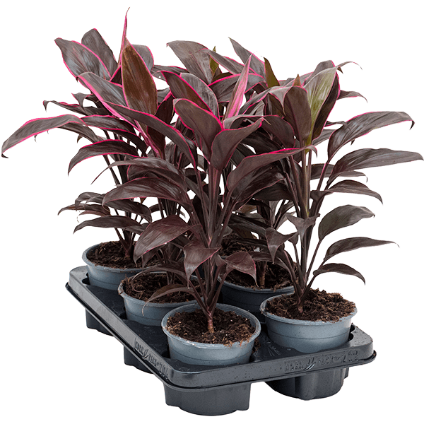 Cordyline fruticosa 'Mambo' 6/tavă