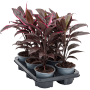 Cordyline fruticosa 'Mambo' 6/tavă