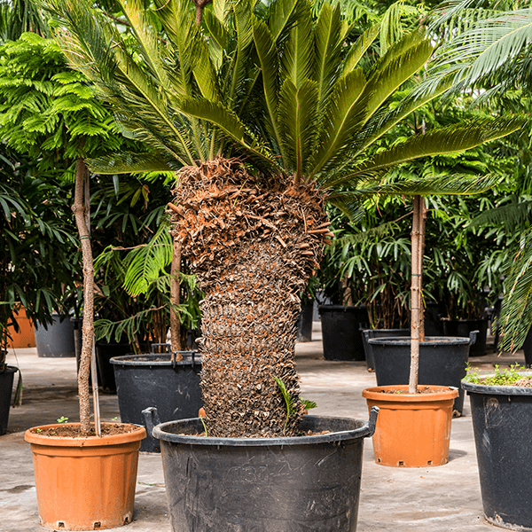 Cycas revoluta