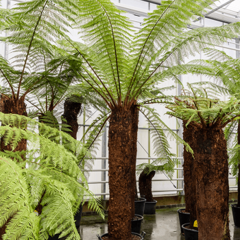 Dicksonia antarctica