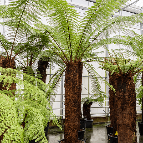 Dicksonia antarctica