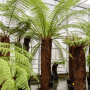 Dicksonia antarctica