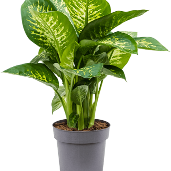 Dieffenbachia seguine 'Reeva'