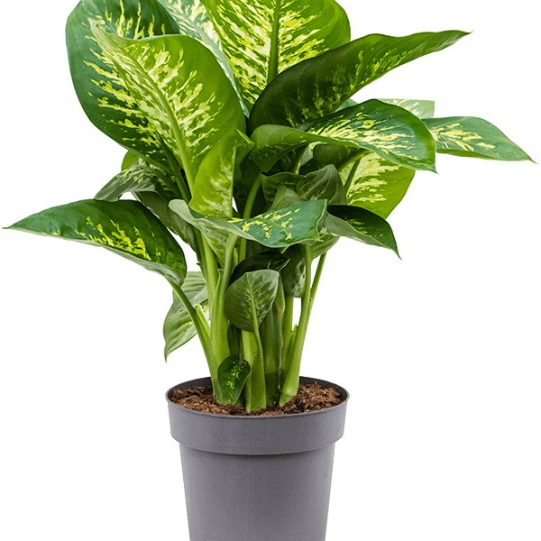 Dieffenbachia seguine 'Reeva'
