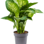 Dieffenbachia seguine 'Reeva'