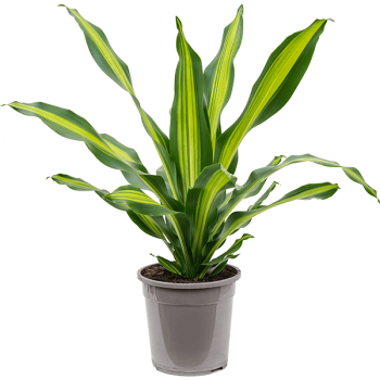 Dracaena fragrans 'Burley' Dracaena fragrans 'Burley'