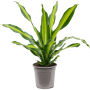 Dracaena fragrans 'Burley'