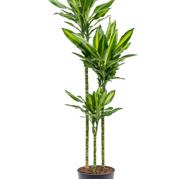 Dracaena fragrans 'Cintho' Dracaena fragrans 'Cintho'