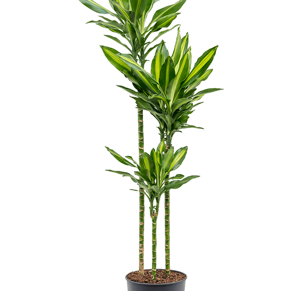 Dracaena fragrans 'Cintho'