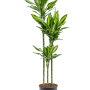 Dracaena fragrans 'Cintho'