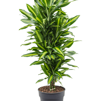 Dracaena fragrans 'Cintho' Dracaena fragrans 'Cintho'