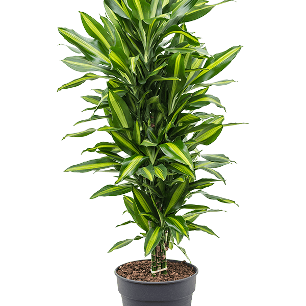 Dracaena fragrans 'Cintho'