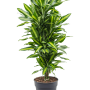 Dracaena fragrans 'Cintho'