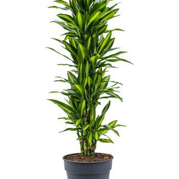 Dracaena fragrans 'Cintho' Dracaena fragrans 'Cintho'