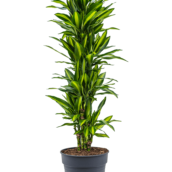 Dracaena fragrans 'Cintho'