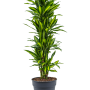 Dracaena fragrans 'Cintho'