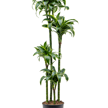 Dracaena fragrans 'Dorado' Dracaena fragrans 'Dorado'