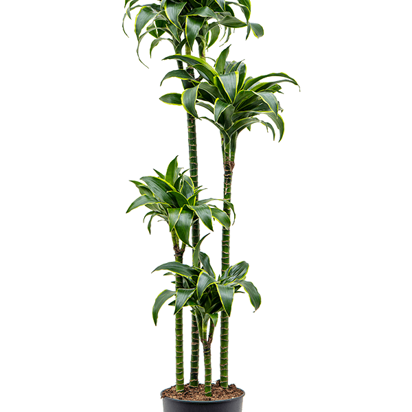 Dracaena fragrans 'Dorado'