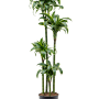 Dracaena fragrans 'Dorado'