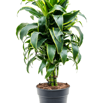 Dracaena fragrans 'Dorado' Dracaena fragrans 'Dorado'