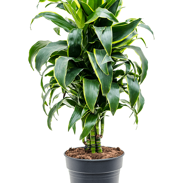 Dracaena fragrans 'Dorado'