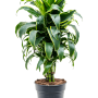 Dracaena fragrans 'Dorado'