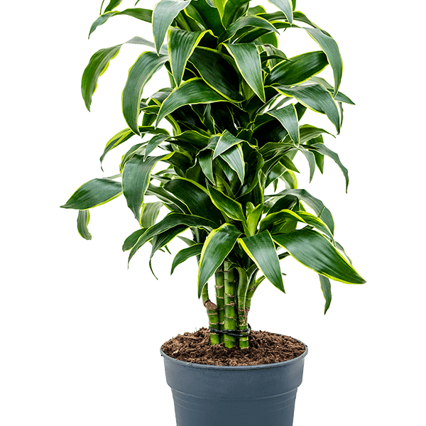 Dracaena fragrans 'Dorado'