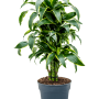 Dracaena fragrans 'Dorado'