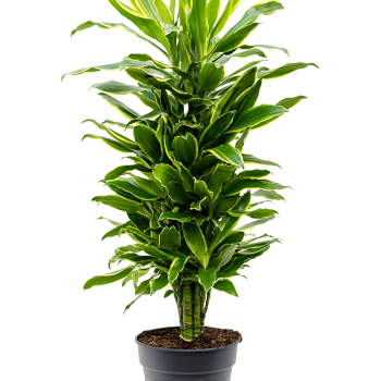 Dracaena fragrans 'Golden Coast' Dracaena fragrans 'Golden Coast'