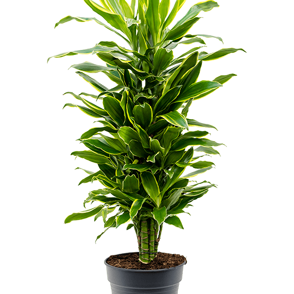 Dracaena fragrans 'Golden Coast'