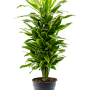 Dracaena fragrans 'Golden Coast'