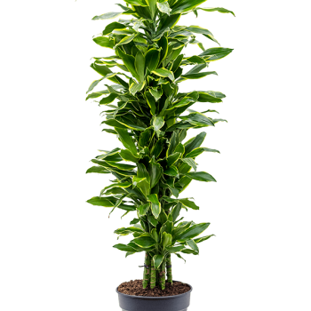 Dracaena fragrans 'Golden Coast' Dracaena fragrans 'Golden Coast'