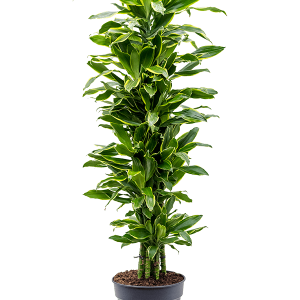 Dracaena fragrans 'Golden Coast'