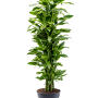 Dracaena fragrans 'Golden Coast'