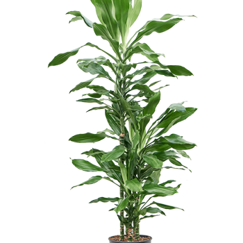 Dracaena fragrans 'Burundii' Dracaena fragrans 'Burundii'