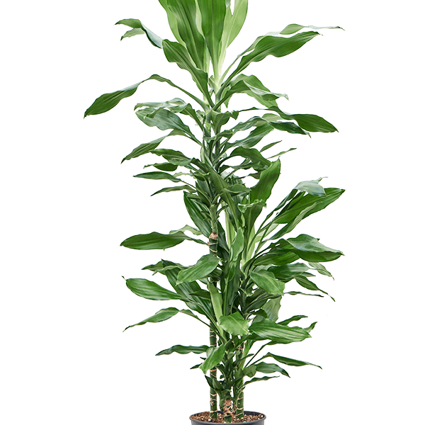 Dracaena fragrans 'Burundii'