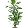 Dracaena fragrans 'Burundii'